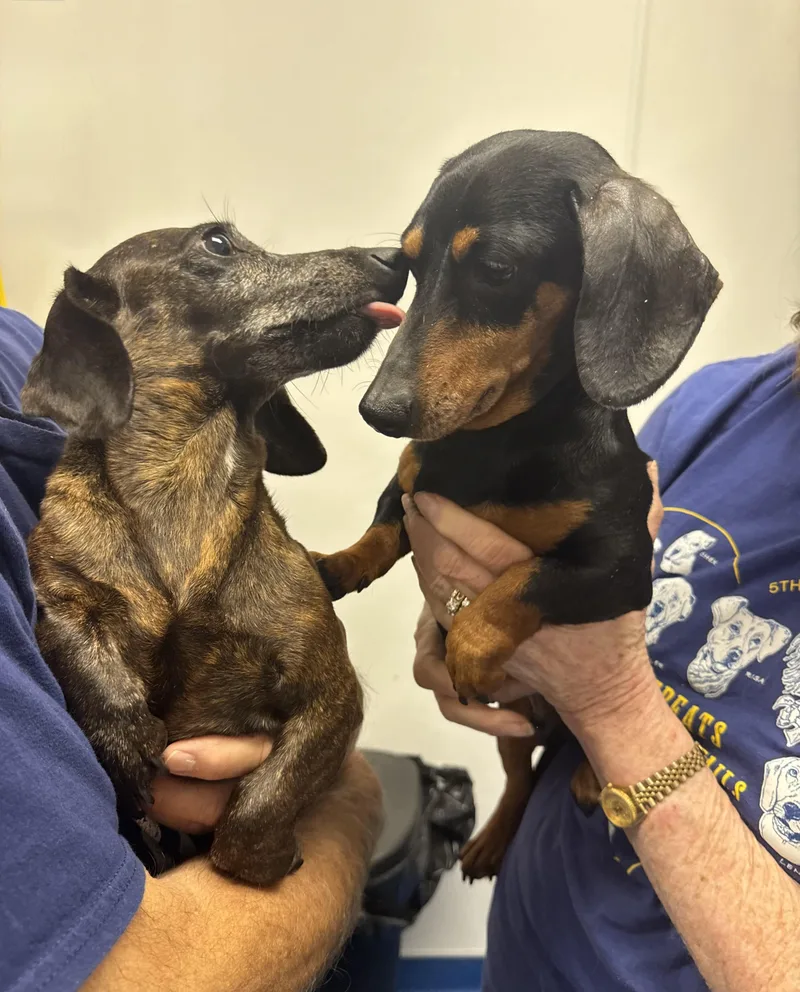 Darling Brennie And Snickers