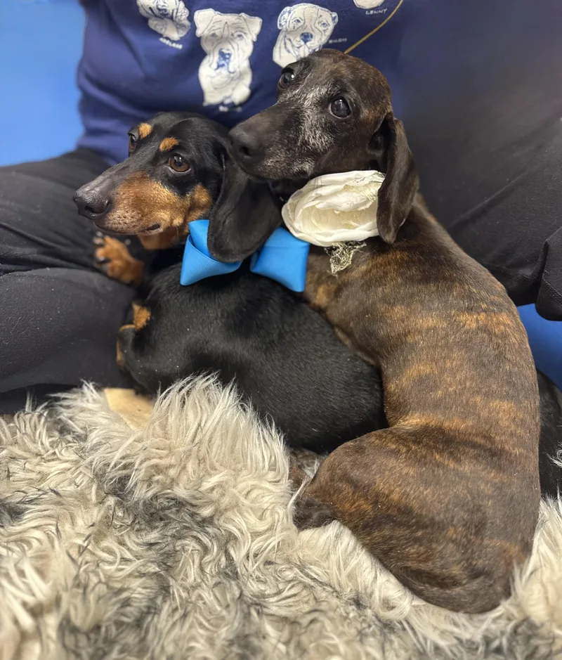 Darling Brennie And Snickers thumbnail 2