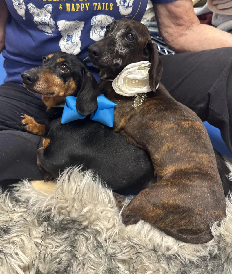 Darling Brennie And Snickers thumbnail 3