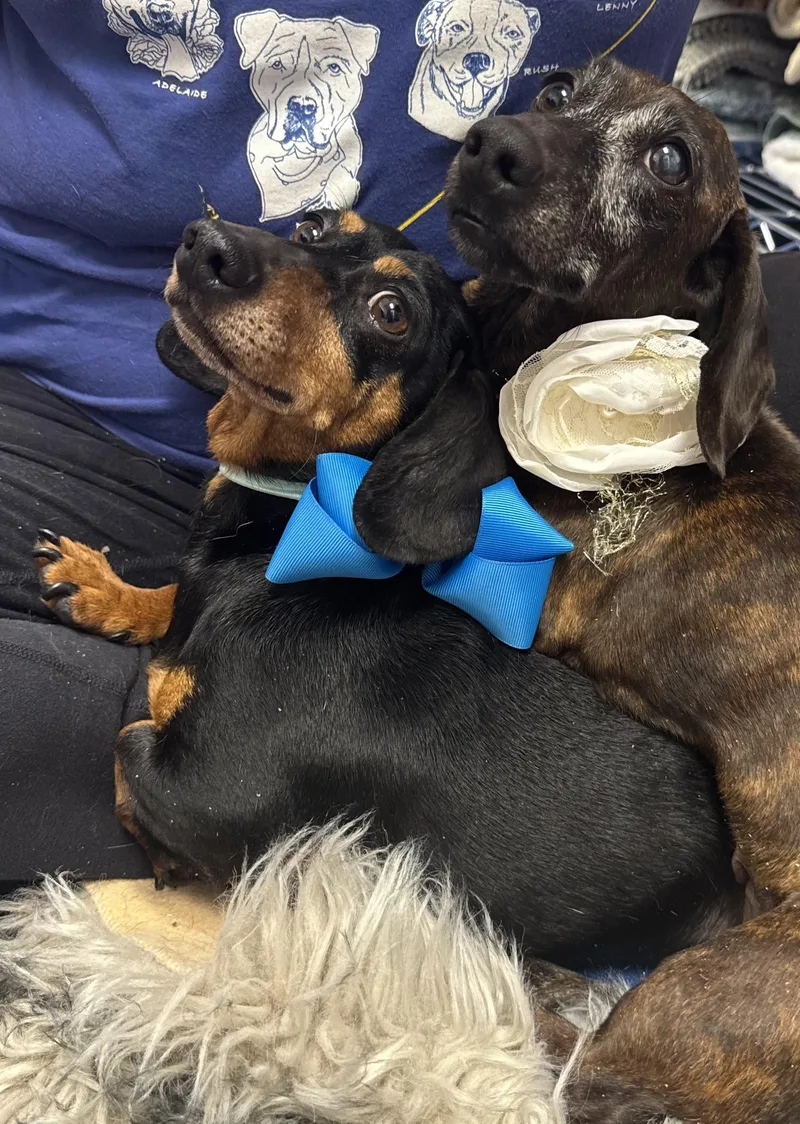 Darling Brennie And Snickers thumbnail 4
