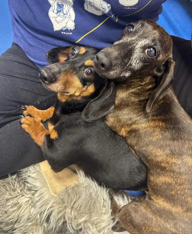 Darling Brennie And Snickers thumbnail 5