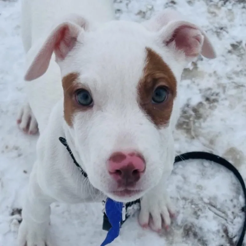 A baby small-sized male White / Cream Mixed Breed dog named Charlie for adoption in Columbia Station, OH