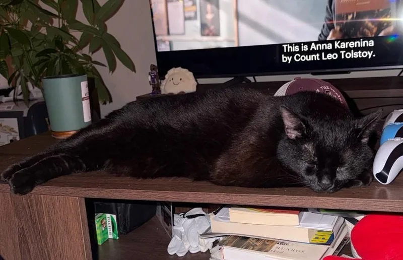 A senior large-sized male Black Domestic Short Hair cat named Lucky for adoption in Ann Arbor, MI