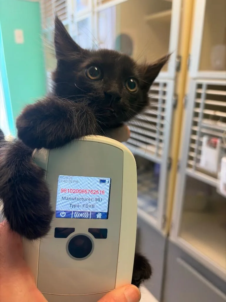 A baby medium-sized male Domestic Medium Hair cat named Leo for adoption in Morgantown, KY