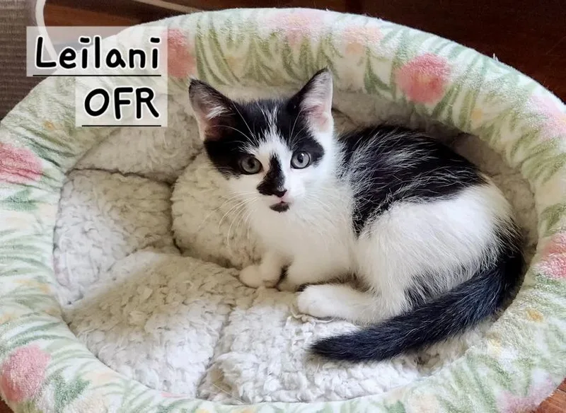 A baby medium-sized female Black & White / Tuxedo Domestic Short Hair cat named Leilani for adoption in Owasso, OK