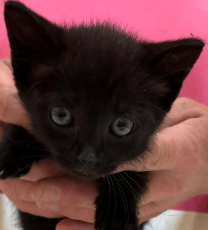 A baby small-sized female Domestic Short Hair cat named Ciara for adoption in Elizabethton, TN