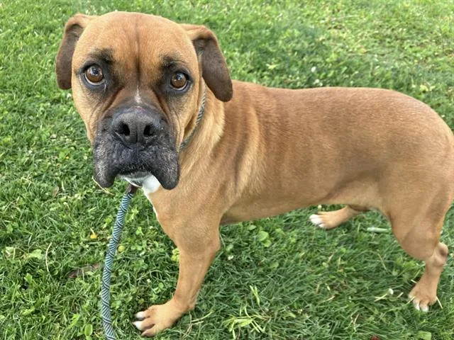 An adult large-sized female Boxer dog named Daisy for adoption in Albuquerque, NM