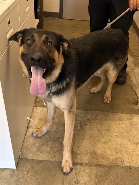 A young large-sized male German Shepherd Dog dog named Goofy for adoption in Ontario, CA
