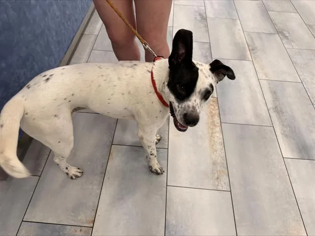 A young medium-sized male Mixed Breed dog named Skipper for adoption in Charlotte, NC