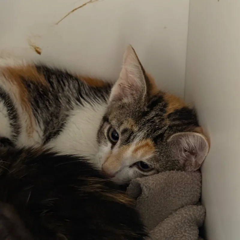 A baby small-sized female Calico Domestic Short Hair cat named Vulpix for adoption in Salt Lake City, UT