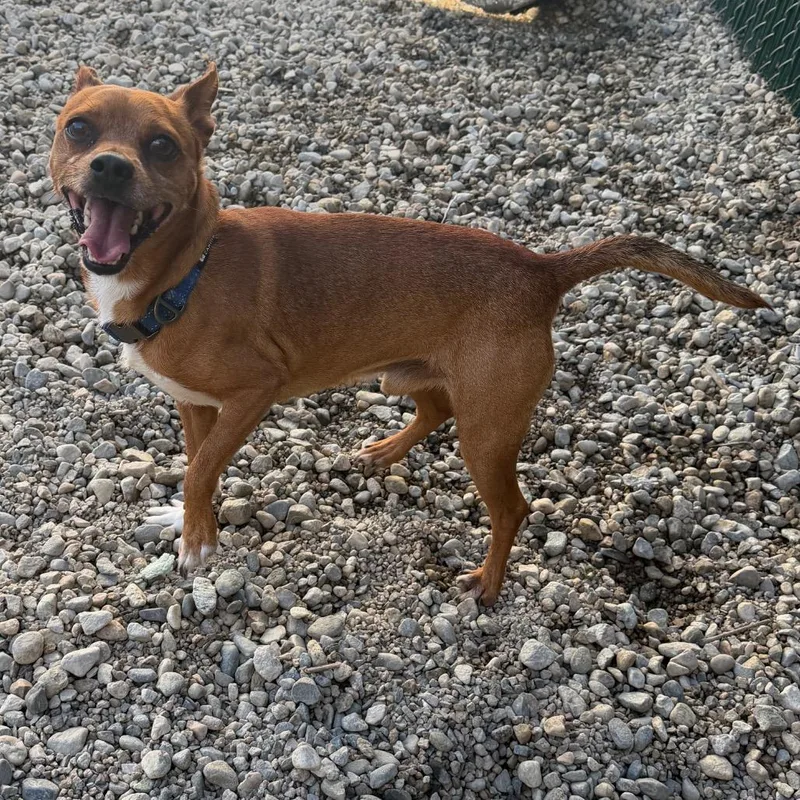 An adult medium-sized male Brown / Chocolate Chihuahua dog named Canelo for adoption in Westminster, CA