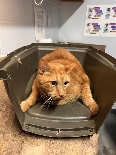 A senior large-sized male Domestic Short Hair cat named Goldie for adoption in Tallahassee, FL