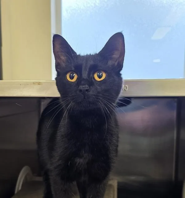 A young medium-sized female Domestic Short Hair cat named Pumpkin for adoption in Silverdale, WA