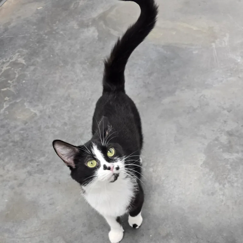 A young medium-sized female Black Domestic Short Hair cat named Felicity for adoption in Fairmont, WV