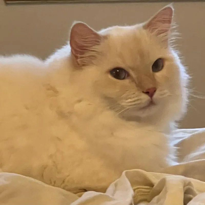 An adult small-sized female White Ragdoll cat named Mona  Home To for adoption in South Elgin, IL