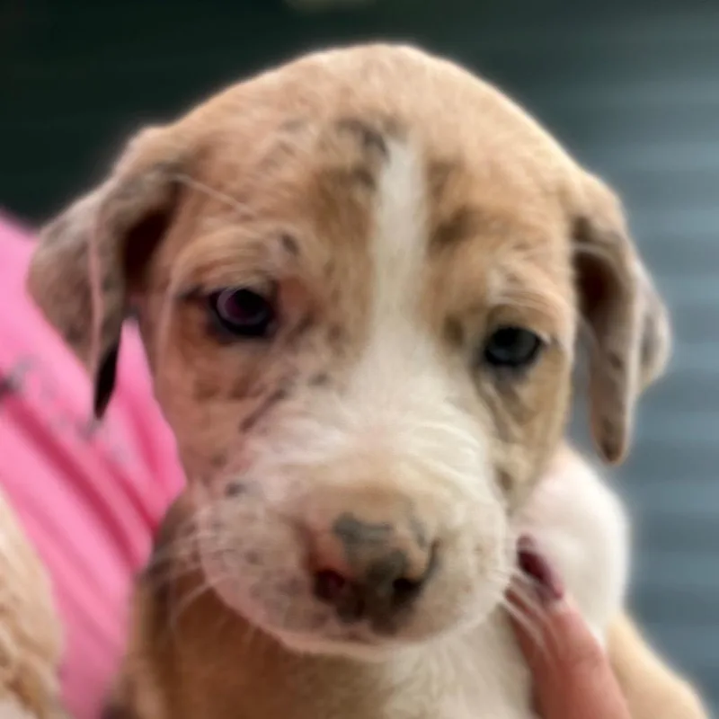 A baby small-sized female Brown / Chocolate Boxer dog named Bernadette  Lt Pink for adoption in Greenfield, IN