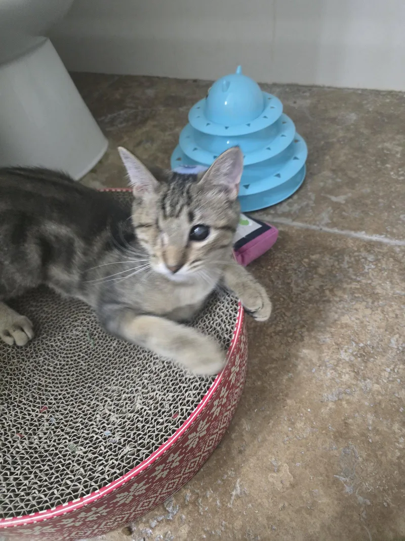 A young medium-sized male Domestic Short Hair cat named Foxy for adoption in Glendale, AZ