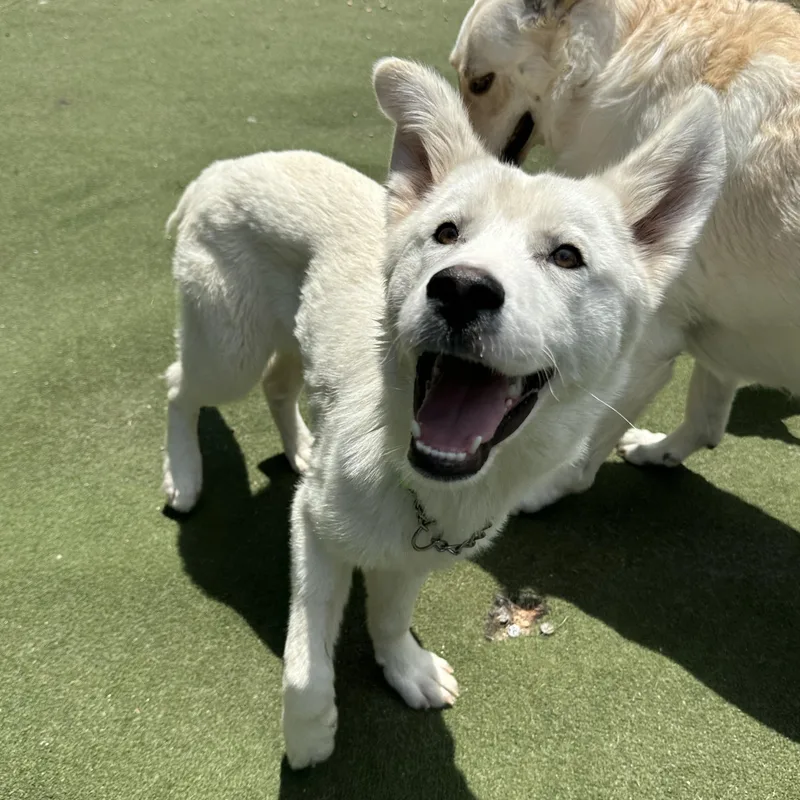 Bolt
