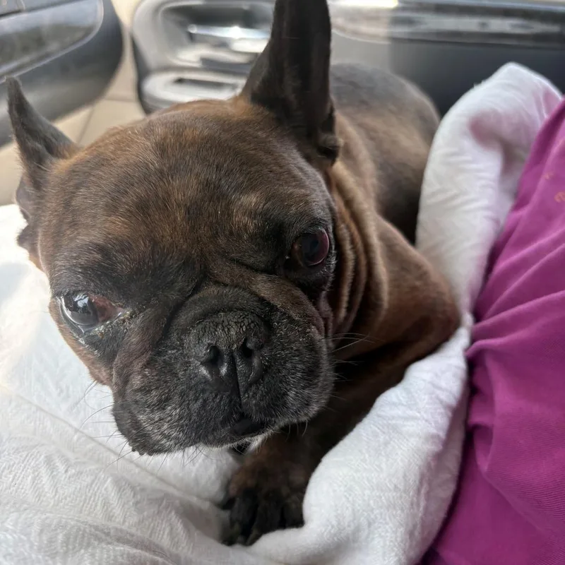 An adult small-sized female Brindle French Bulldog dog named Cherub for adoption in Hampton Bays, NY
