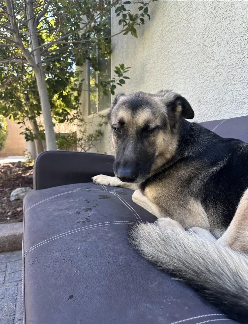 A young large-sized male Black German Shepherd Dog dog named Bolin for adoption in New Rochelle, NY