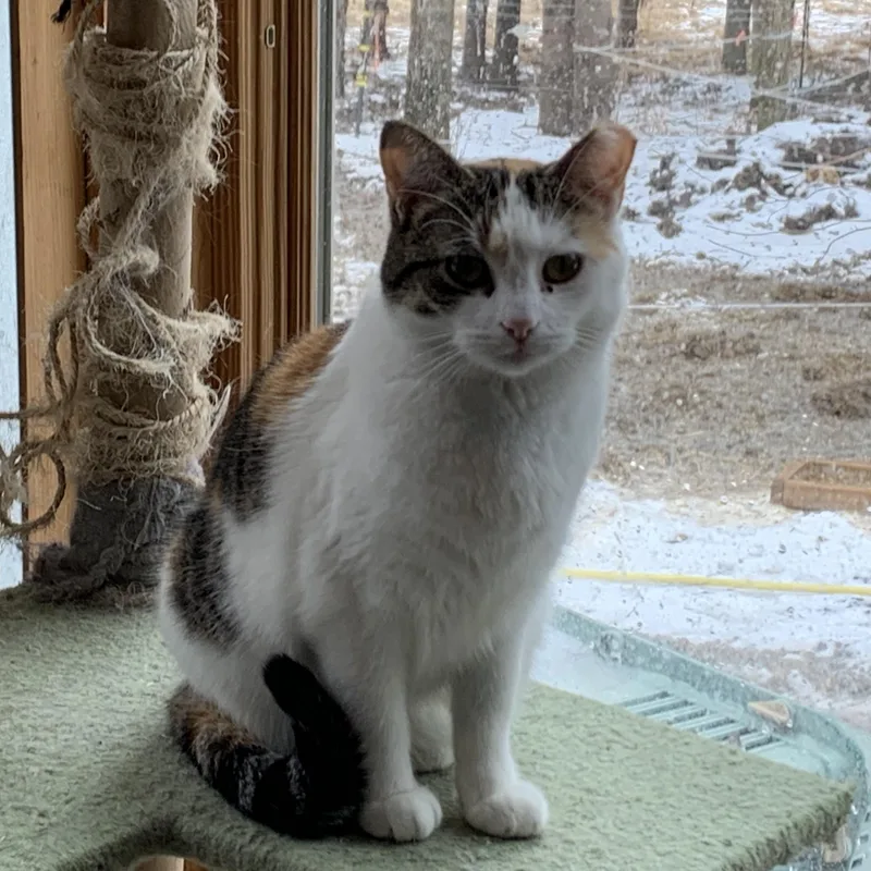An adult medium-sized female Calico Domestic Short Hair cat named Chelsea for adoption in Stockholm, WI