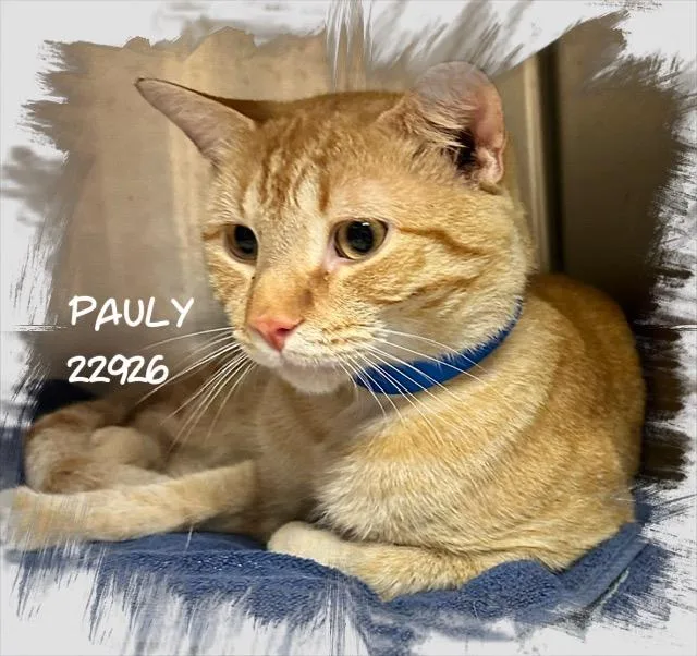 A young medium-sized male Tabby (Orange / Red) Domestic Short Hair cat named Pauly for adoption in Marietta, GA