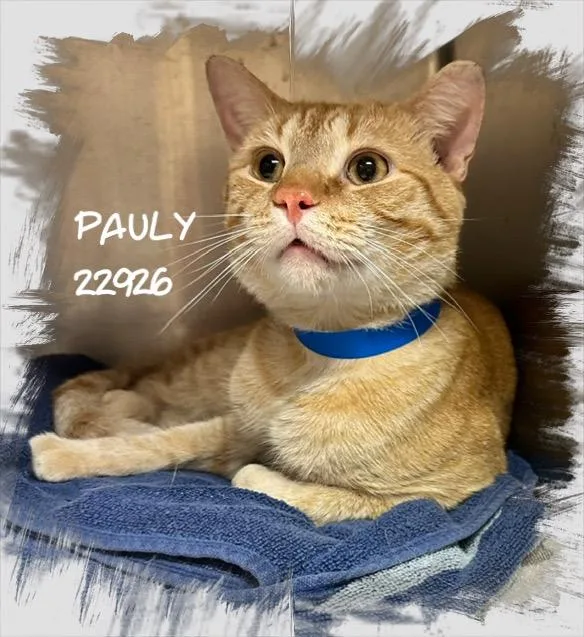 Pauly thumbnail 2