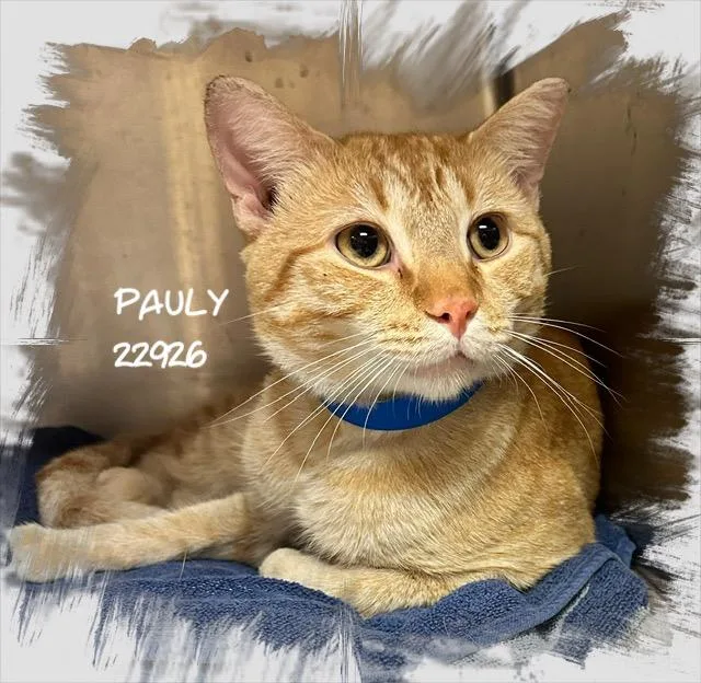 Pauly thumbnail 3