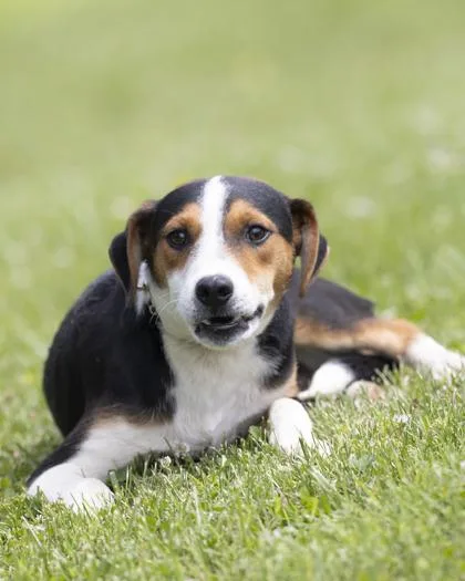 A young medium-sized male Black Mixed Breed dog named Ryker for adoption in Bedford, IN