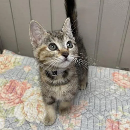 A baby small-sized female Torbie Domestic Short Hair cat named Miley for adoption in Long Beach, CA