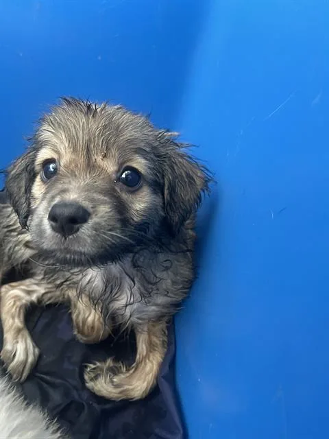 A baby large-sized female Mixed Breed dog named Dottie for adoption in Dallas, TX
