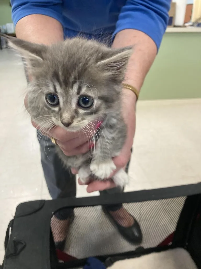 A baby medium-sized female Domestic Short Hair cat named Carmine for adoption in Burnsville, NC