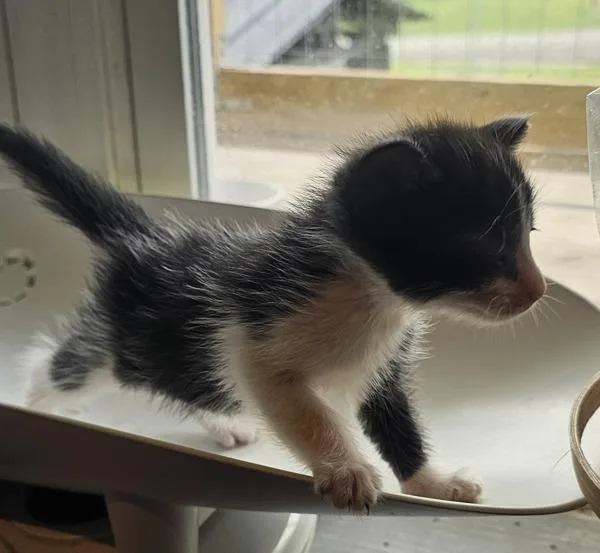 A baby medium-sized male Domestic Short Hair cat named Laurie for adoption in Cleveland, TN