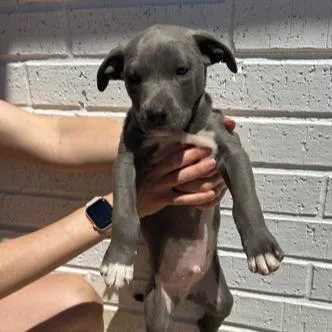A young large-sized male Pit Bull Terrier dog named Jackson for adoption in Kansas City, MO