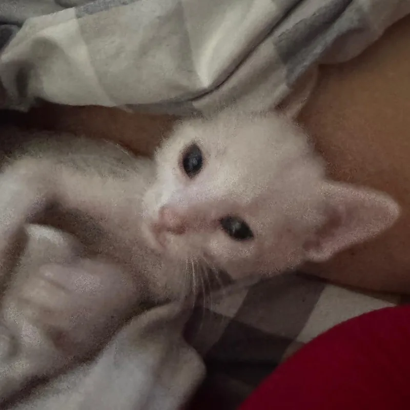 A baby small-sized male White Domestic Short Hair cat named Brad for adoption in Clearwater, FL