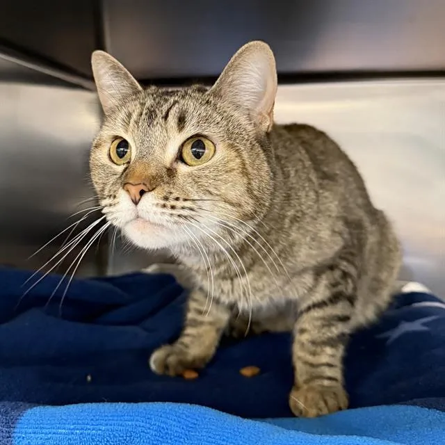 An adult medium-sized female Domestic Short Hair cat named Christi for adoption in Las Vegas, NV