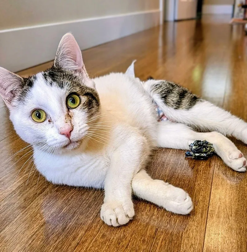 A baby medium-sized male White Domestic Short Hair cat named Maverick for adoption in Wilsonville, OR
