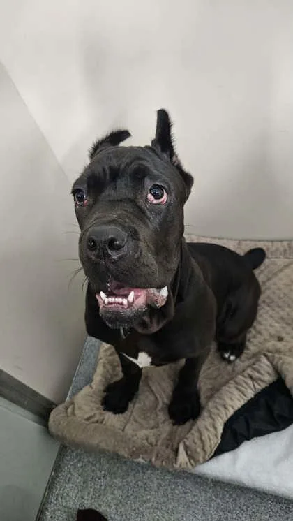A baby large-sized male Black Cane Corso dog named Cane for adoption in Annapolis, MD
