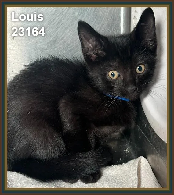 A baby medium-sized male Black Domestic Short Hair cat named Louis for adoption in Marietta, GA