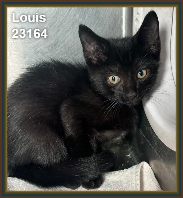 Louis thumbnail 3