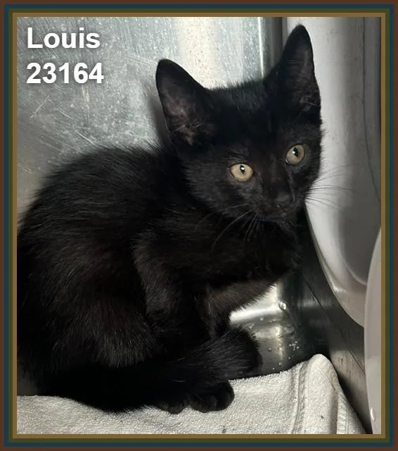 Louis thumbnail 4