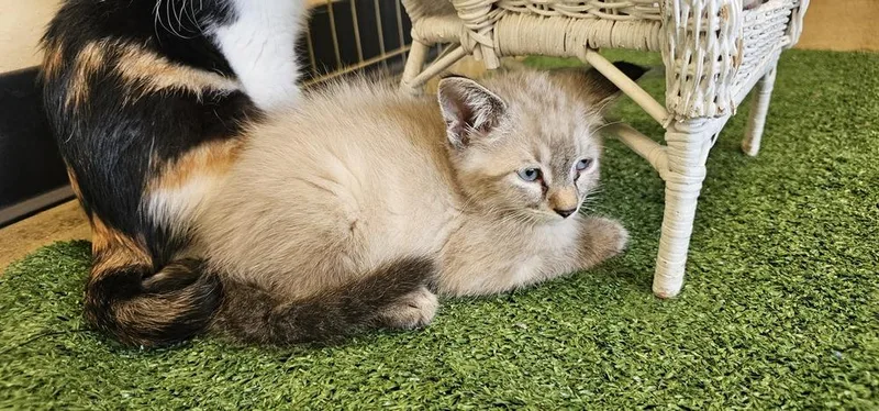 A baby small-sized male Domestic Long Hair cat named Garth for adoption in Powder Springs, GA