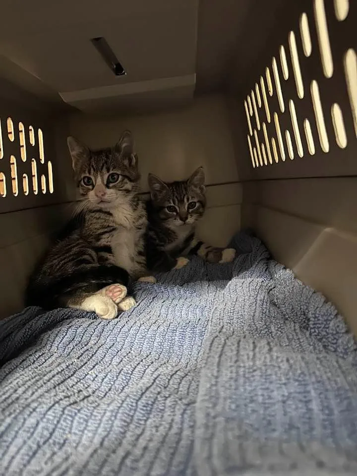 A baby medium-sized male Domestic Short Hair cat named Carmy for adoption in Libertyville, IL