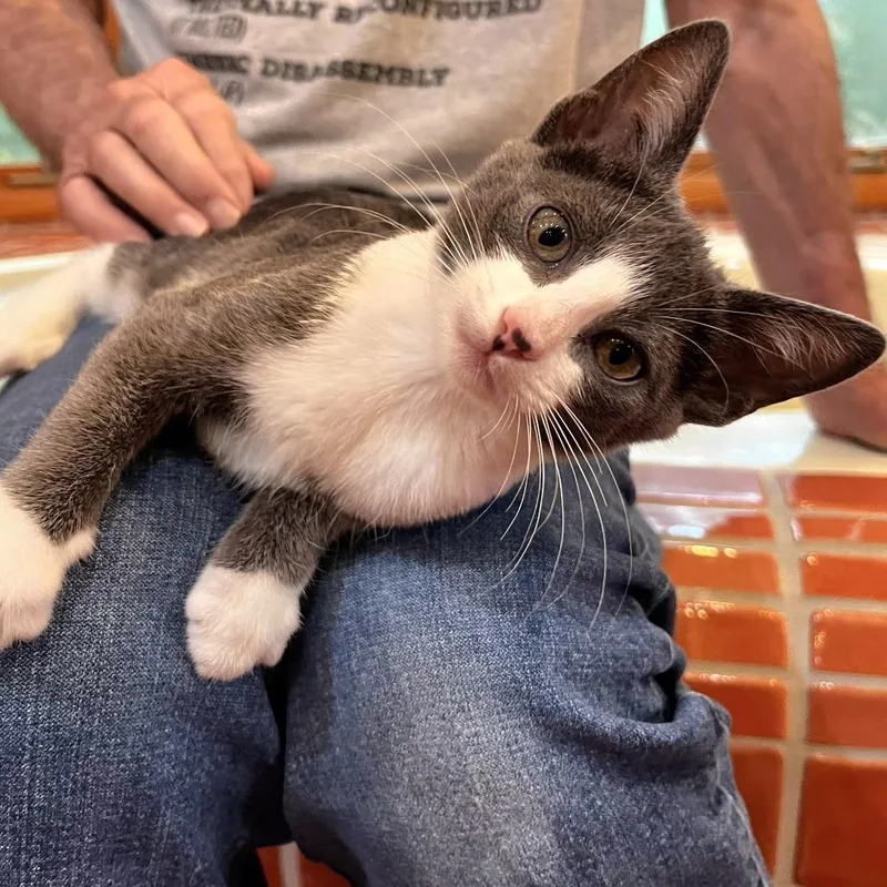 A baby small-sized female Gray / Blue / Silver Domestic Short Hair cat named Tiny for adoption in Brownsboro, AL