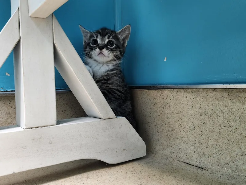 A baby medium-sized female Tabby (Brown / Chocolate) Domestic Short Hair cat named Strawberry for adoption in Reynoldsburg, OH