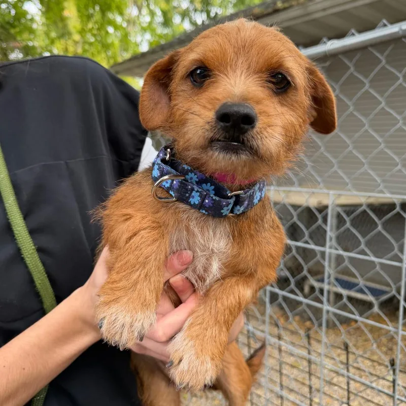 An adult medium-sized female Yorkshire Terrier dog named Marge for adoption in Madison, WI