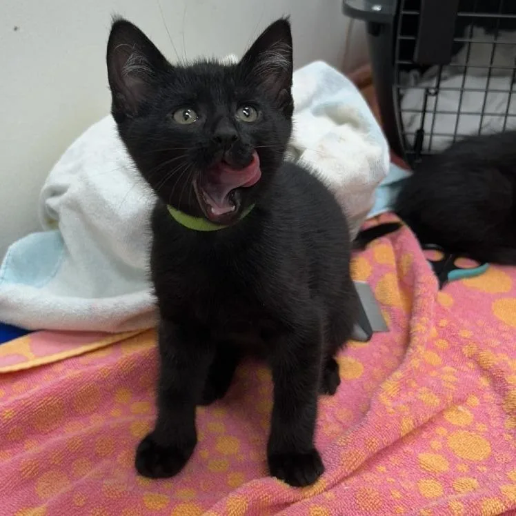 A baby small-sized male Domestic Short Hair cat named Baron for adoption in Oshkosh, WI