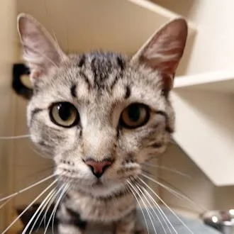 An adult medium-sized male Buff / Tan / Fawn Domestic Short Hair cat named Ryan for adoption in Germantown, TN