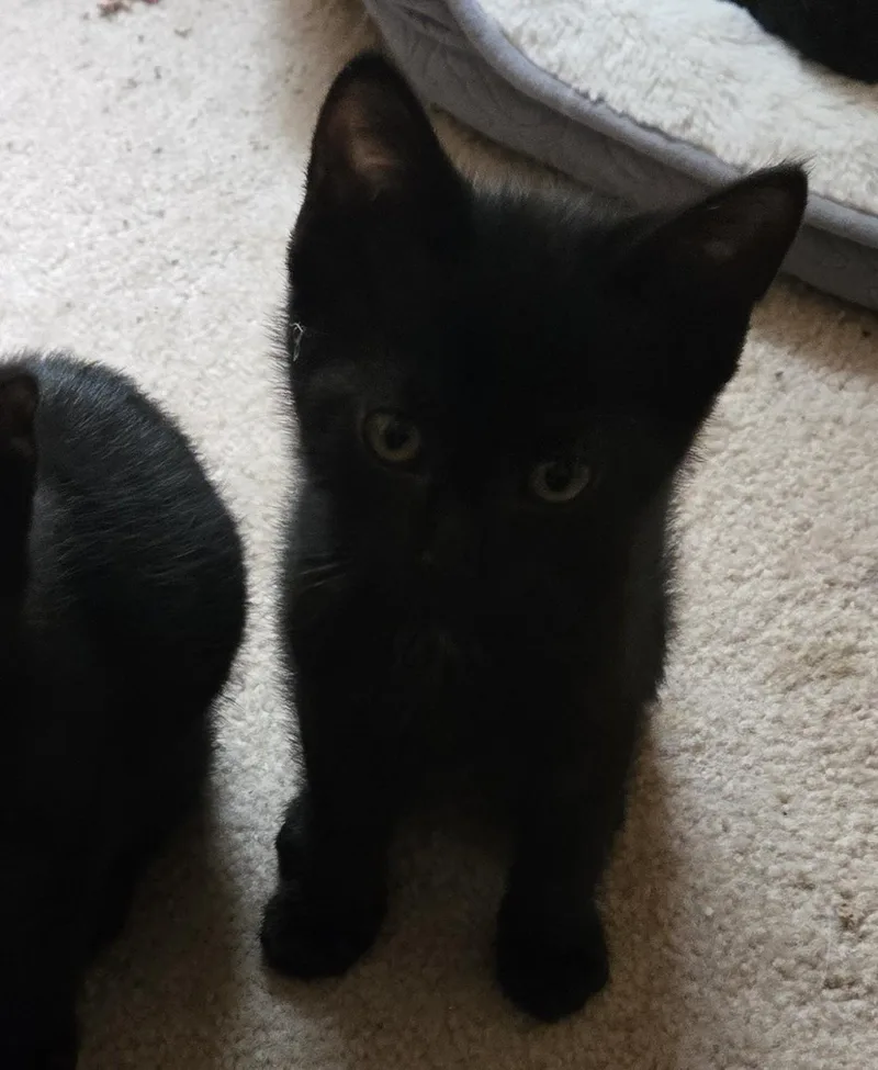 A baby medium-sized female Black Domestic Short Hair cat named Gazelle for adoption in Grove City, OH