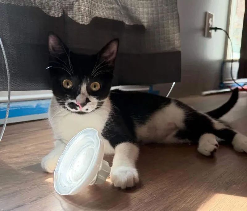 A young medium-sized female Domestic Short Hair cat named Evie for adoption in Calera, AL